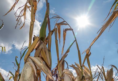 Klimaschutz: Orden schreiben offenen Brief an Koalitionsverhandler