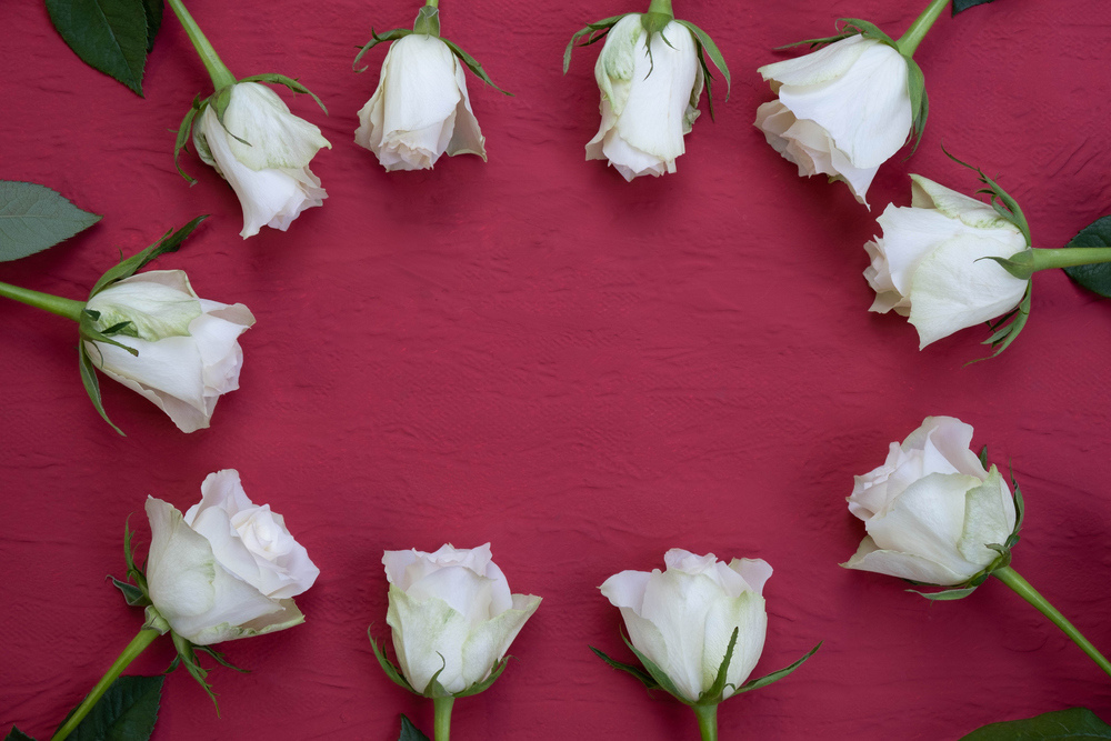 young roses are laid out in the form of an oval on a table, on a red background